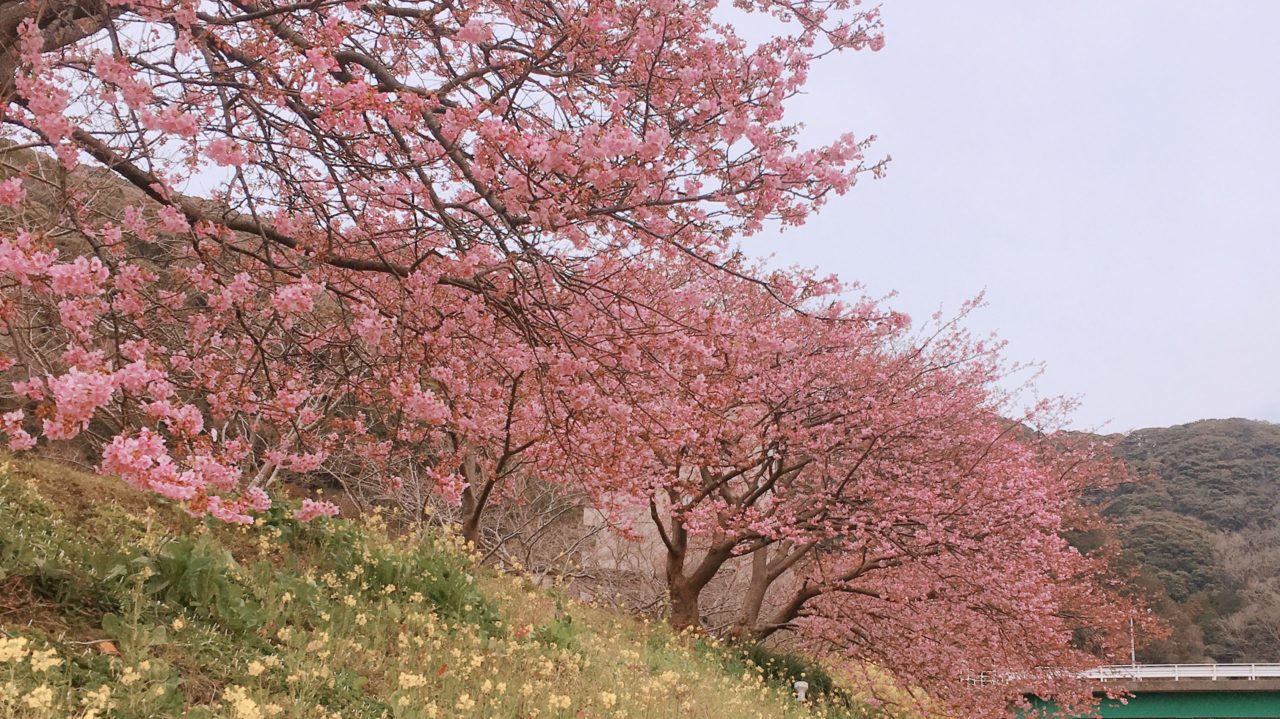 旅ツバメと金の女王様
